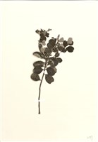 藏品(海埔姜)的圖片